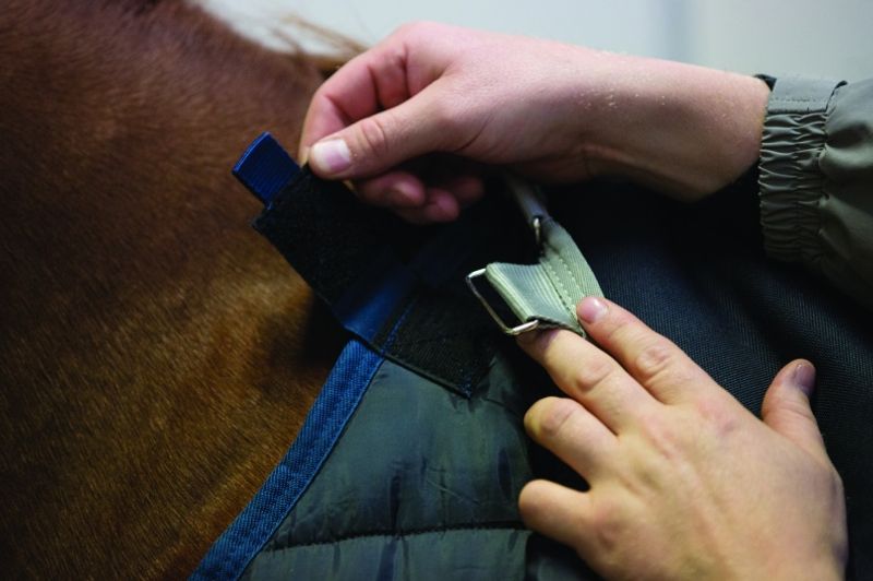 Horseware Liner 200g