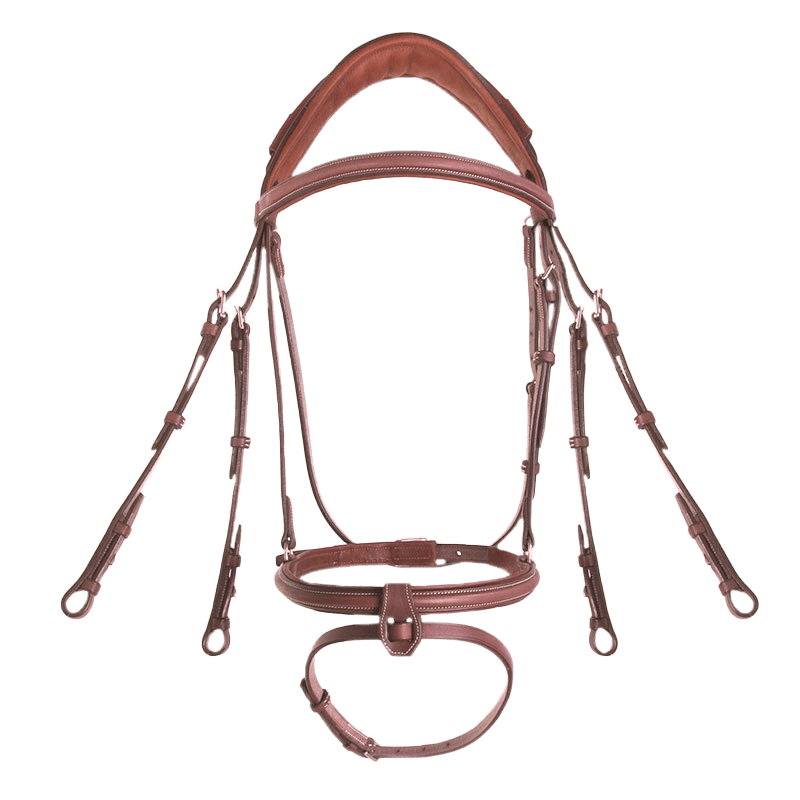 CWD Anatomisk Kandarhodelag