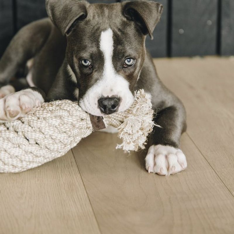 Kentucky Dog Toy Cotton Rope Pineapple