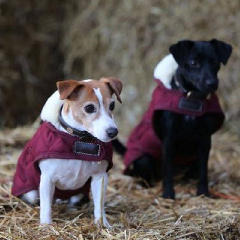 Kentucky Dog Coat
