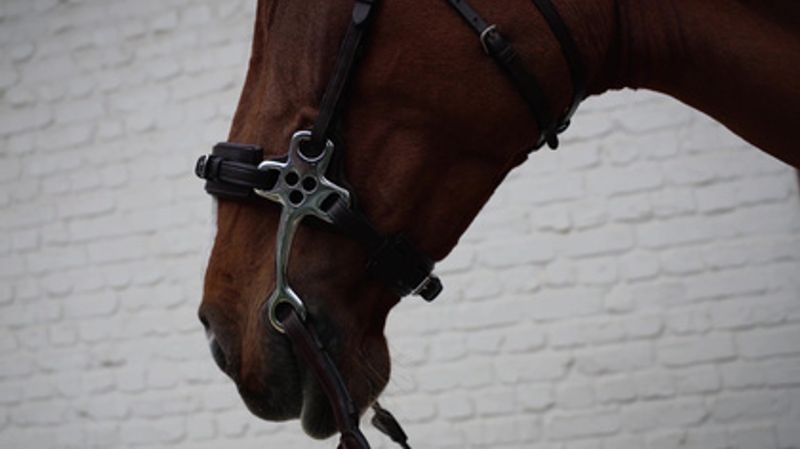 Dyon Hackamore