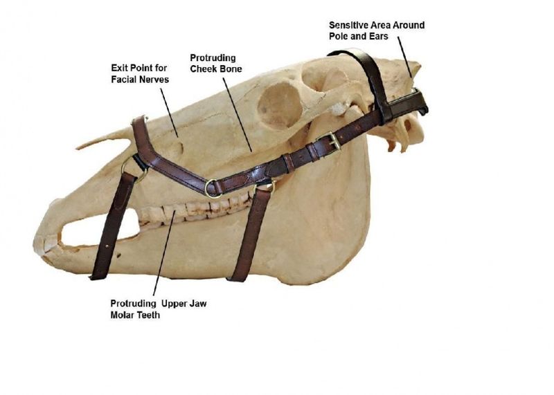 Horseware RAMBO MICKLEM MULTI BRIDLE 