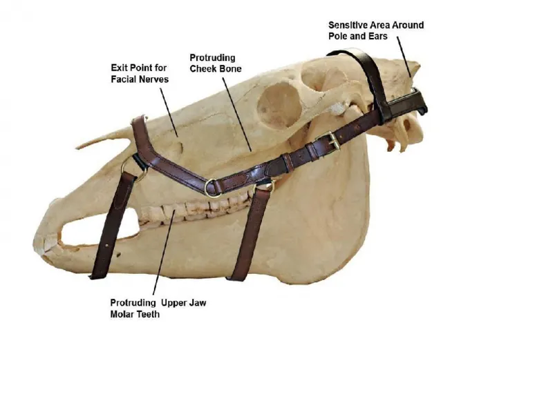 Horseware RAMBO MICKLEM MULTI BRIDLE 