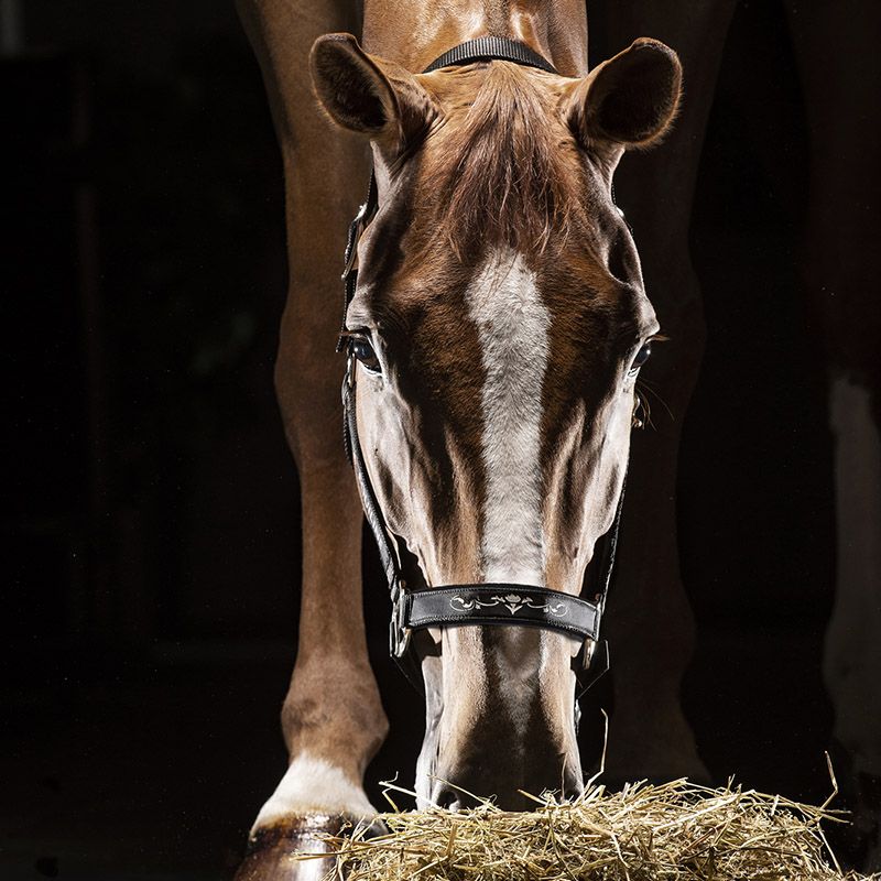 Equiline Timmy Nylon Halter