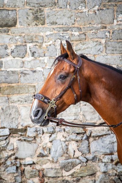 Hovedbilde Dyon Hackamore Bridle D ...