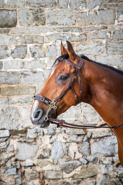 Hovedbilde Dyon Hackamore Bridle D ...