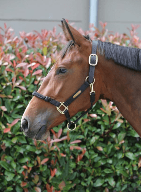 Hovedbilde Kentucky Control Halter Nylon