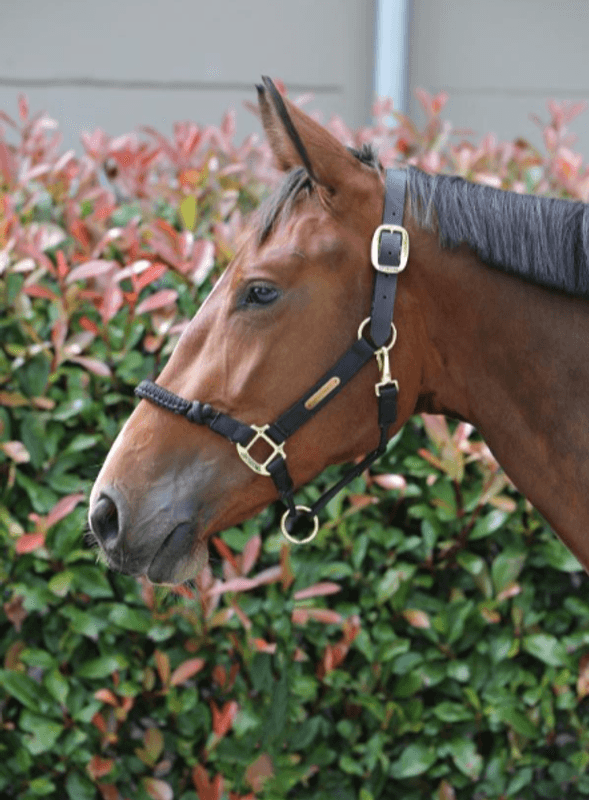 Kentucky Control Halter Nylon