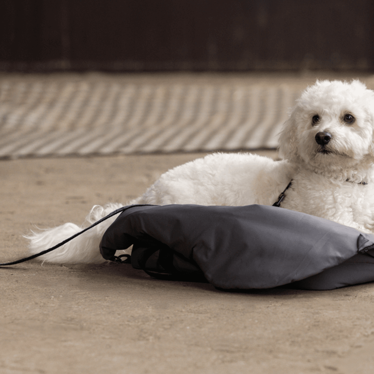 KINGSLAND MACEY Dog blanket bag