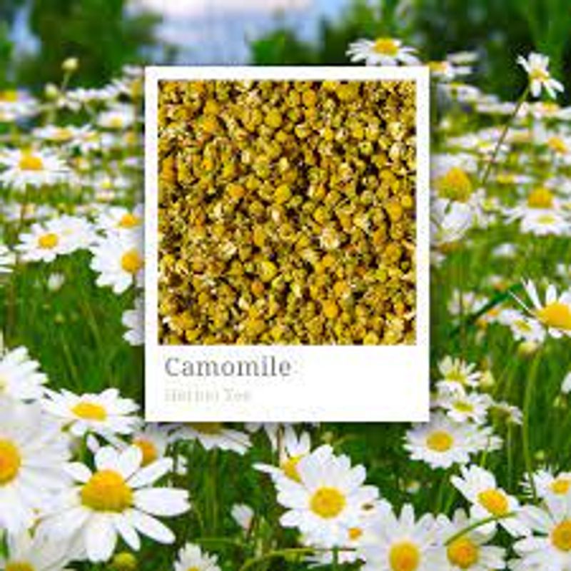 Kamille tørket blomst Hilton Herbs - camomile, 1 kg
