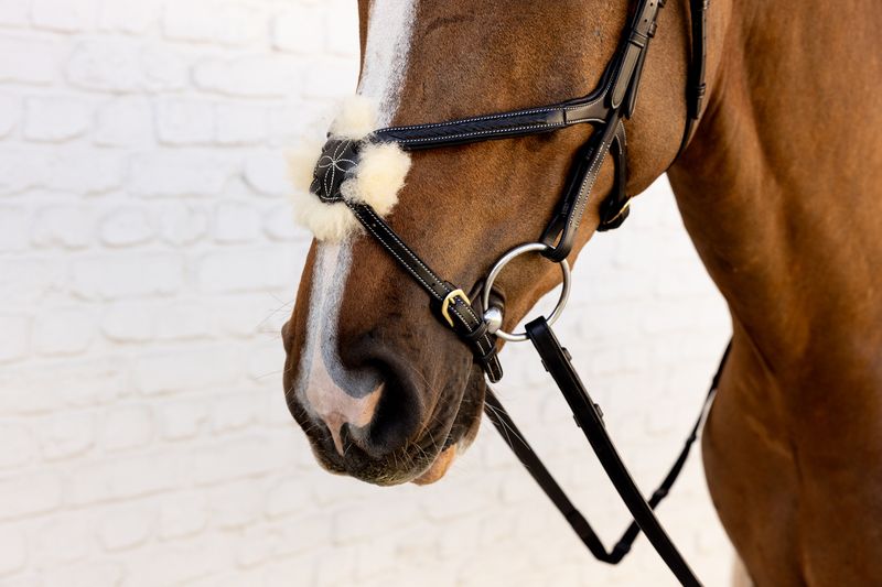 Dyon Plaited Figure 8 Noseband Bridle D Collection