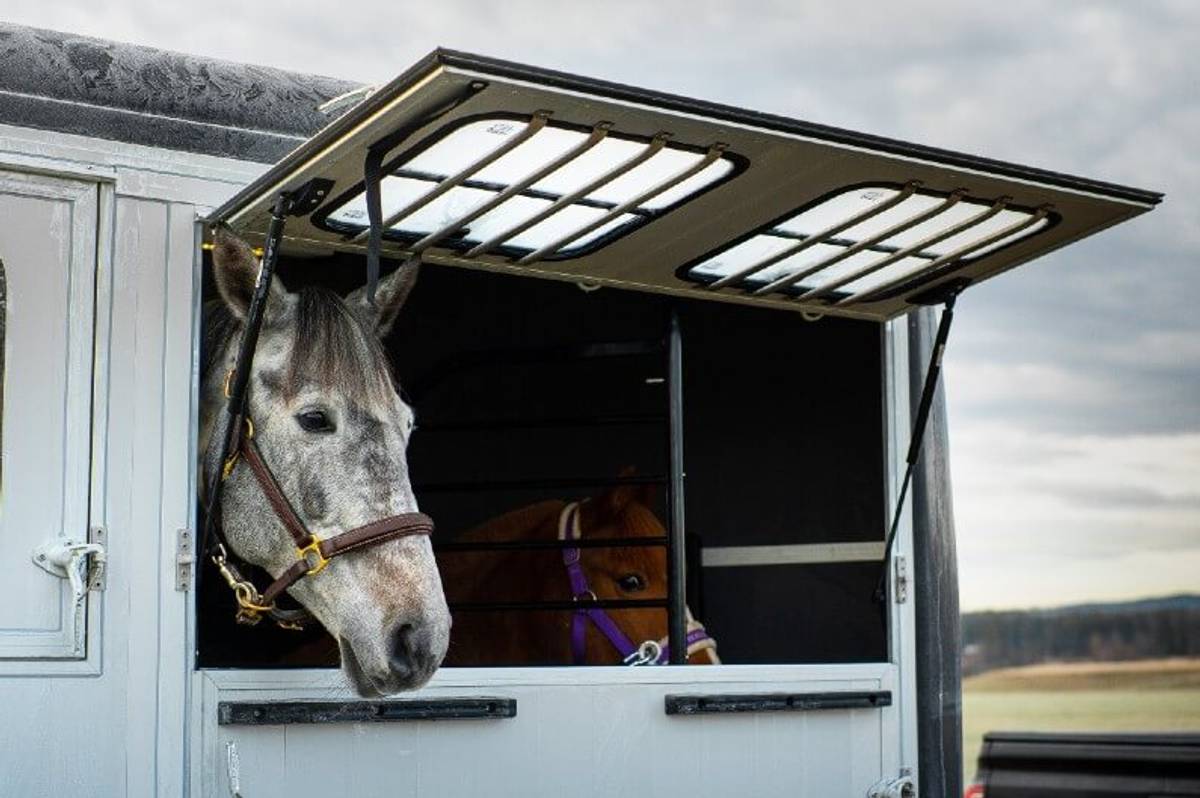 Cheval Libert MAXI 4 Hestehenger