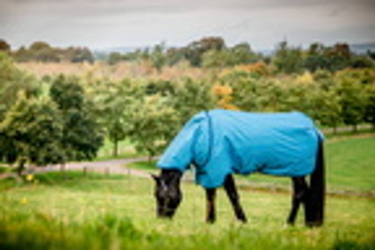 Amigo Hero 900 Revive Plus 200g Turnout Rug - Ocean Blue