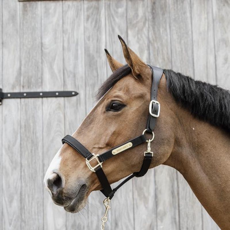 Kentucky Nylon Anatomic Halter