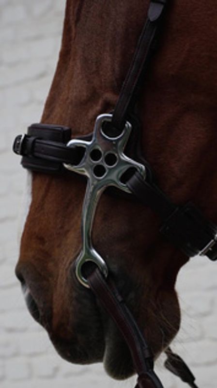 Dyon Hackamore