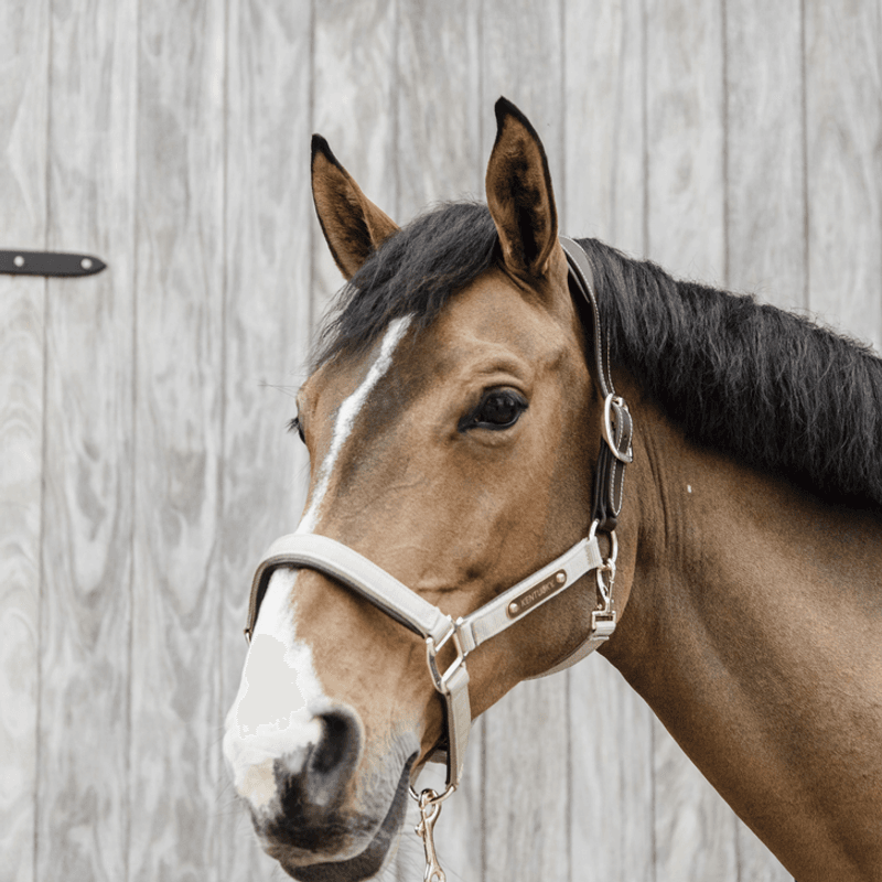 Kentucky Nylon Anatomic Halter